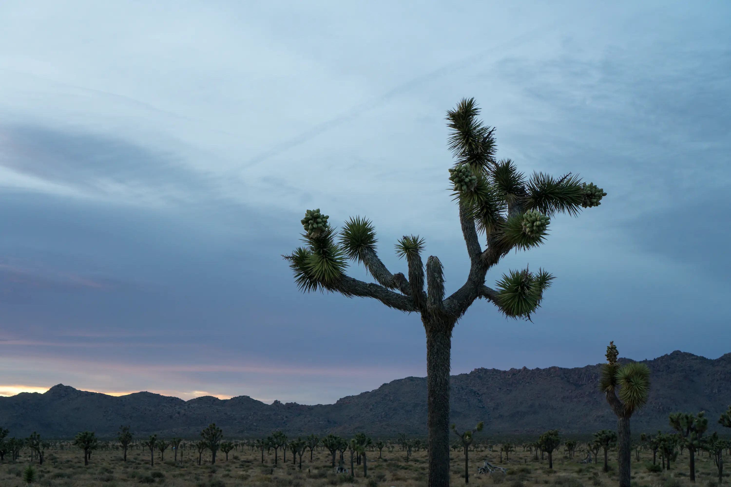 Yucca Brevifolia (Joshua Tree) in Joshua Tree National Park.