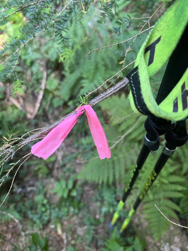 Some pick flagging on the trail