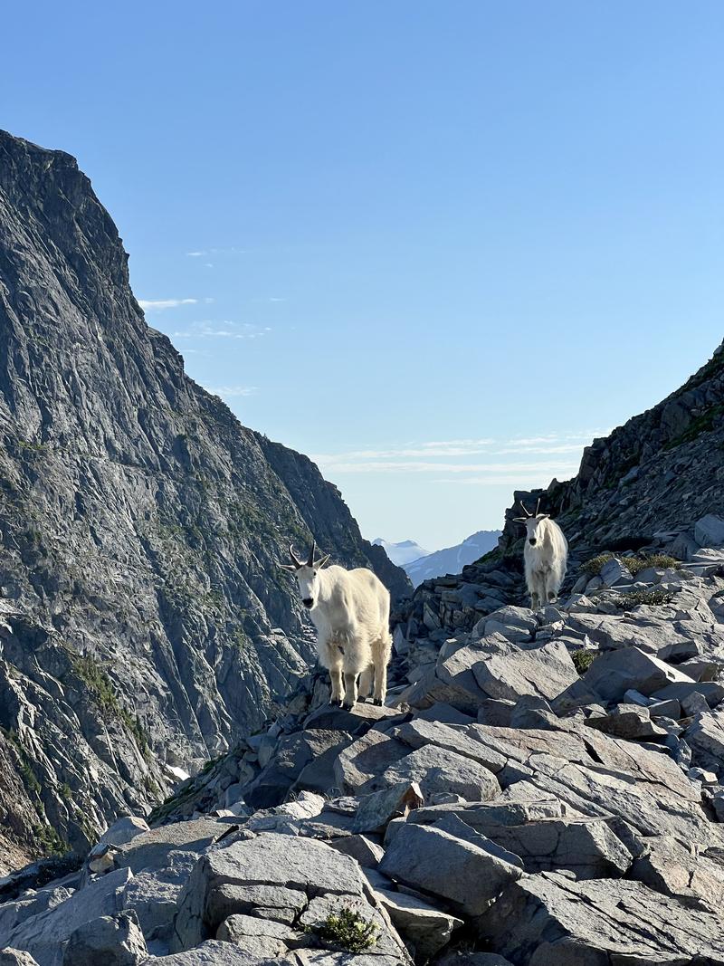 Goats hanging around camp