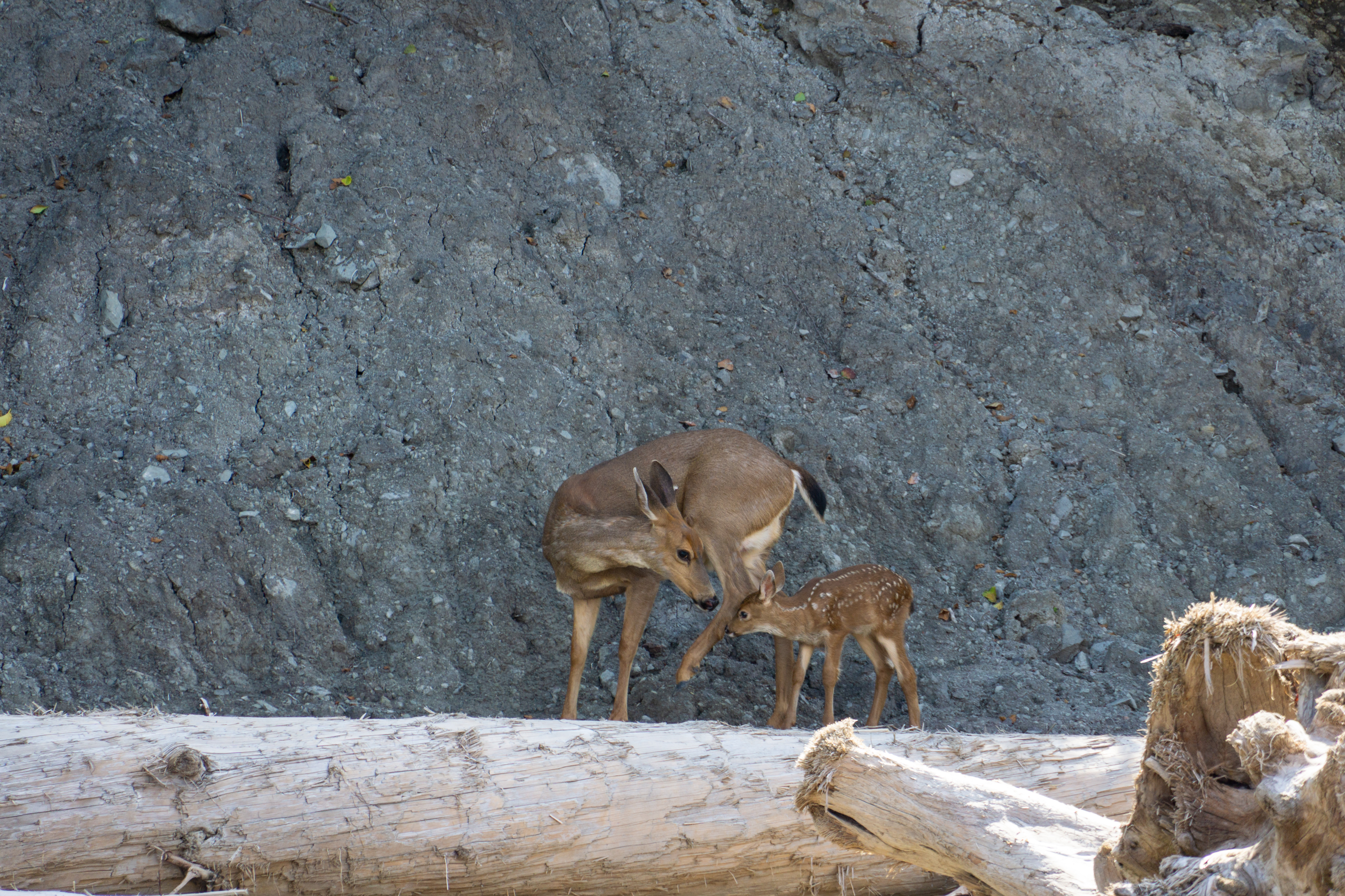 Doe and Faun on the Olympic Coast